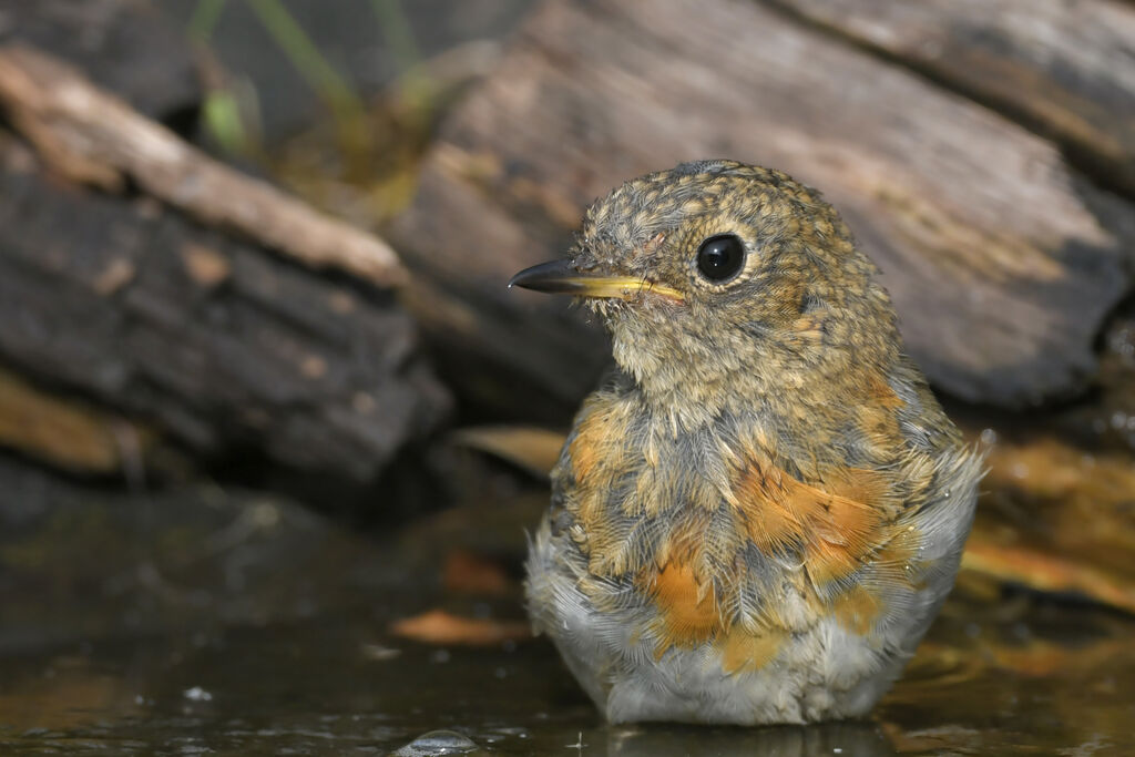 Rougegorge familierjuvénile, portrait