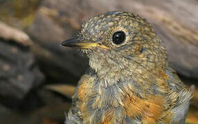 European Robin