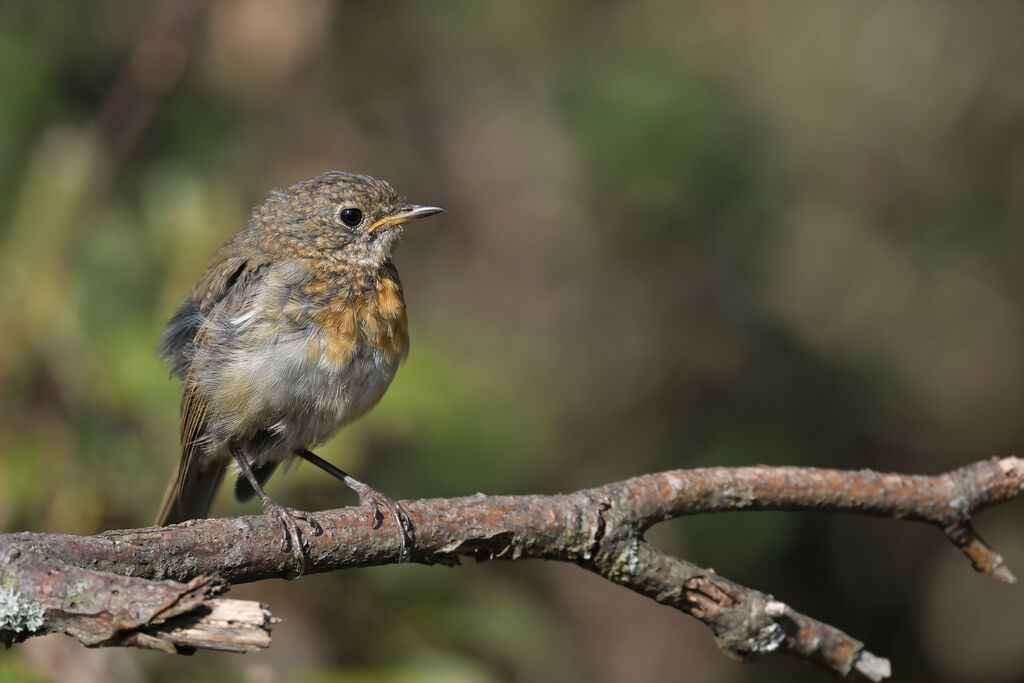 European RobinFirst year, identification