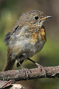 European Robin