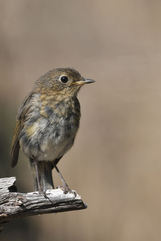 Rougegorge familier1ère année, identification