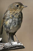 European Robin