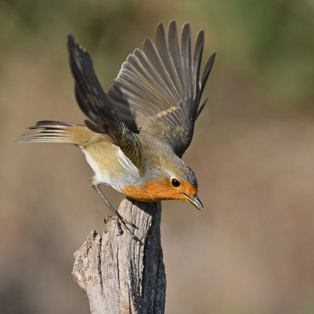 European Robinadult, identification