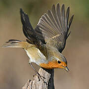 European Robin