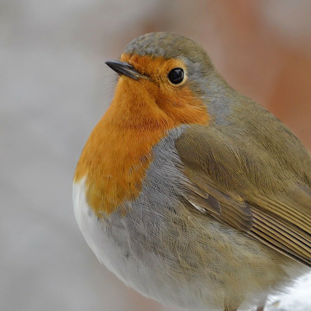 European Robin