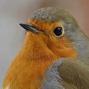 European Robin