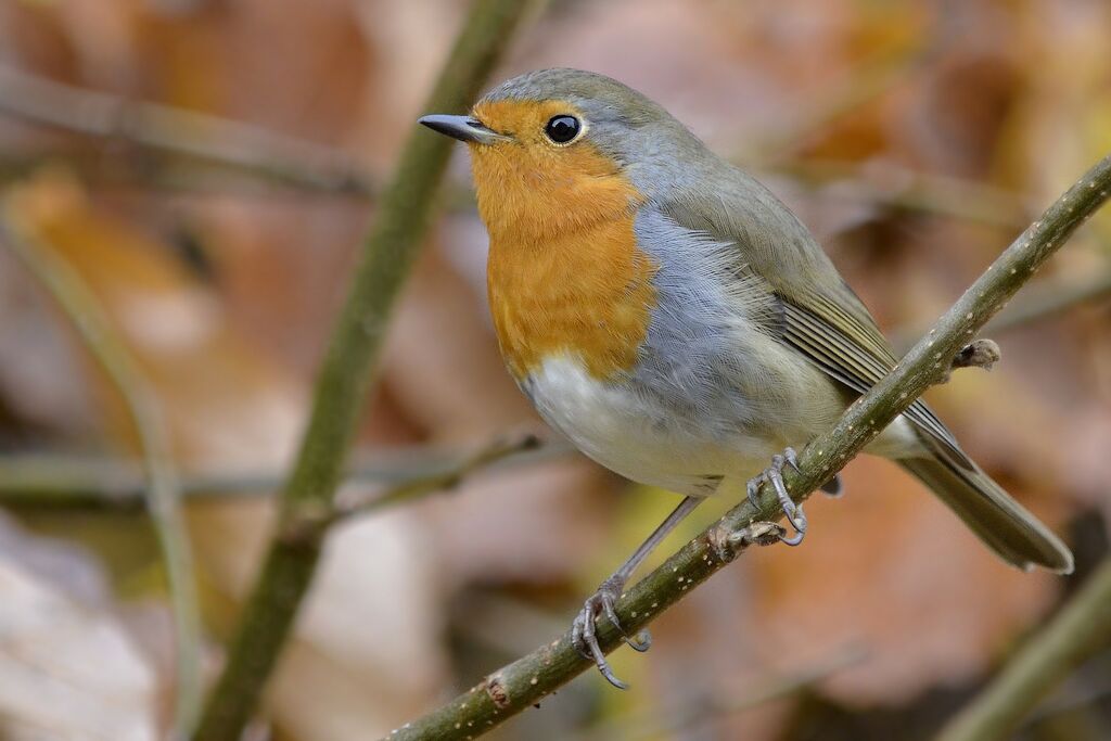 European Robin