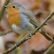 European Robin