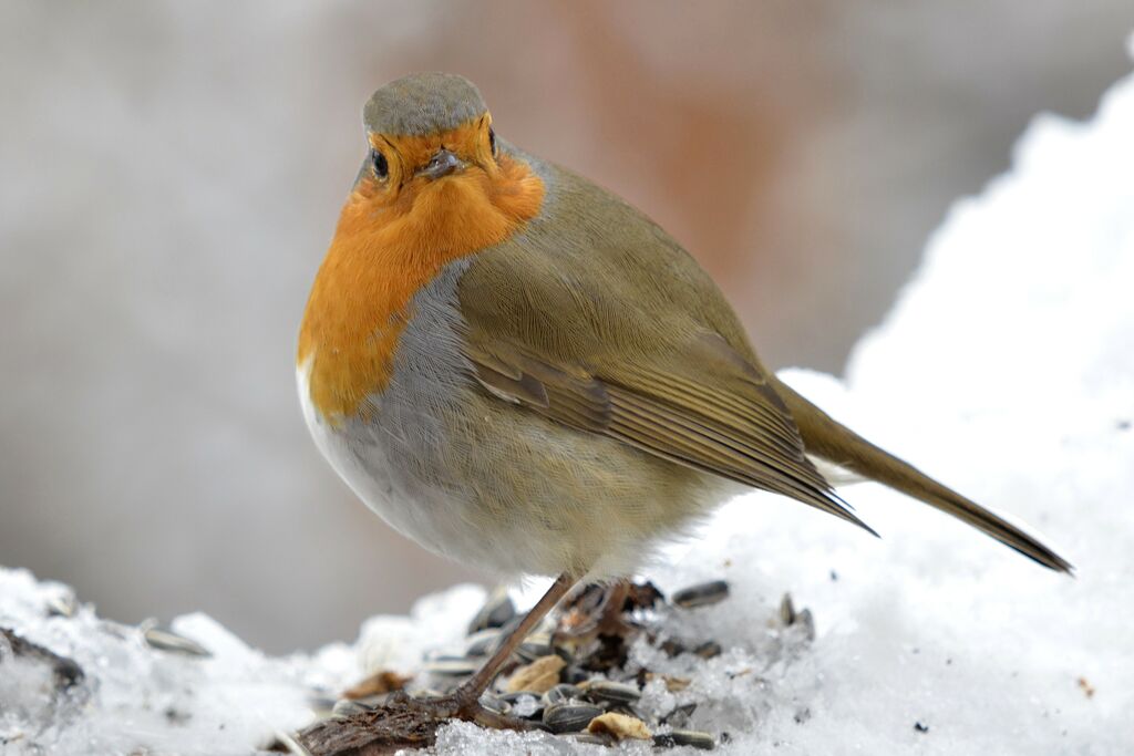 European Robin