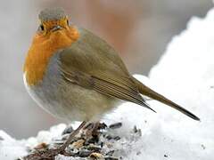 European Robin