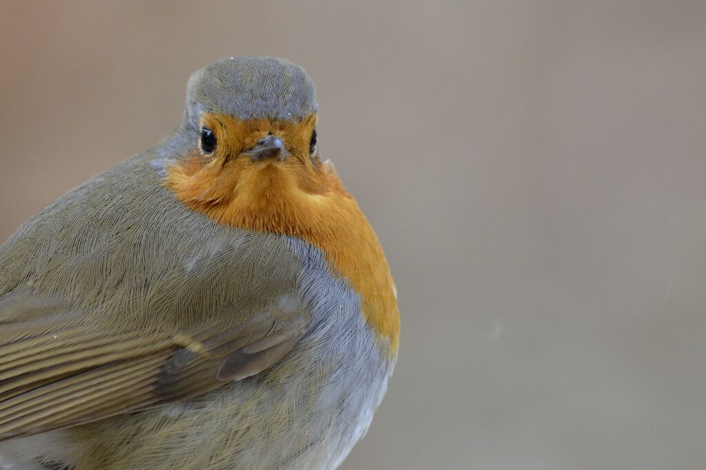 European Robin