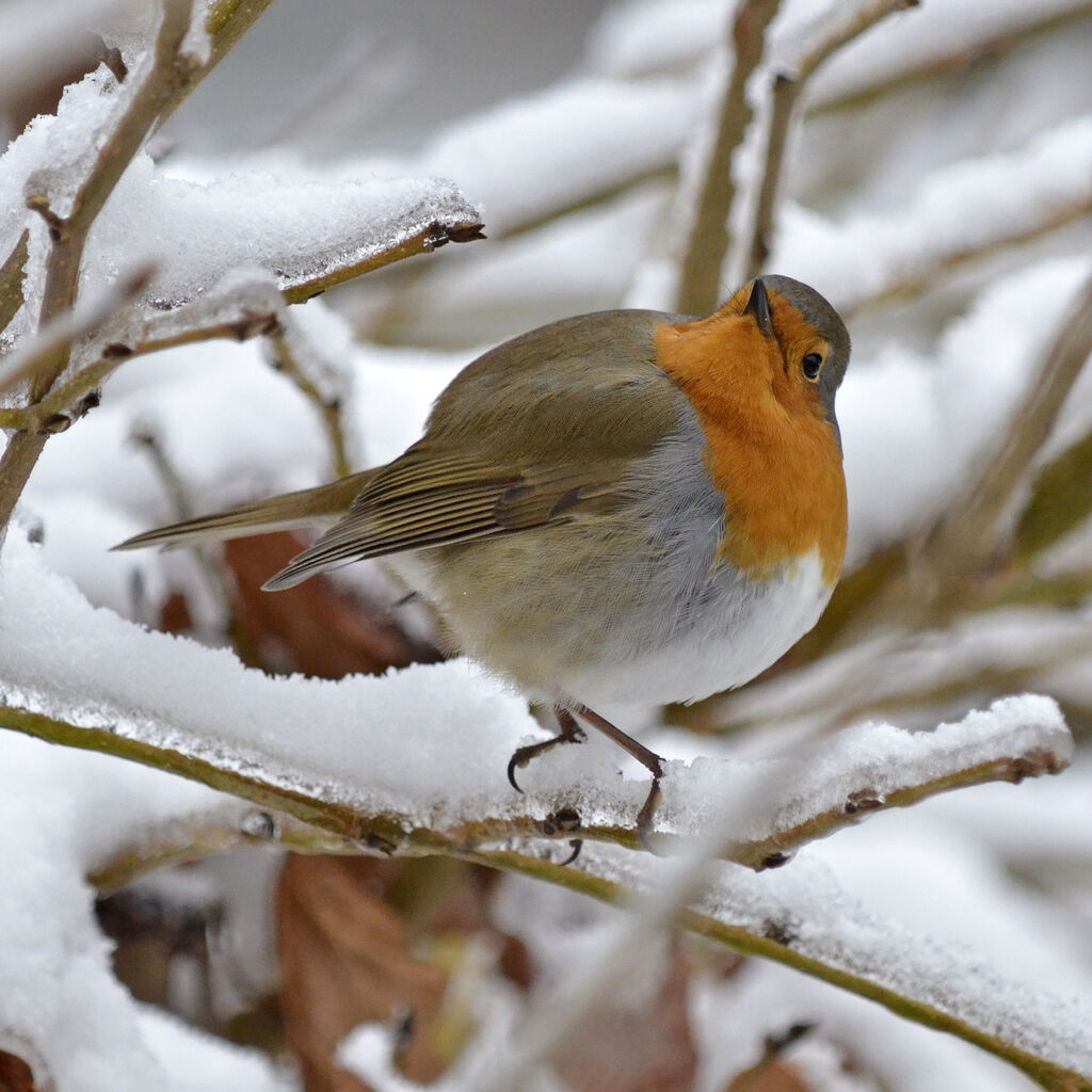 European Robin