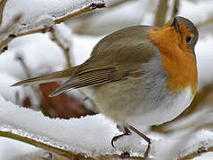 European Robin