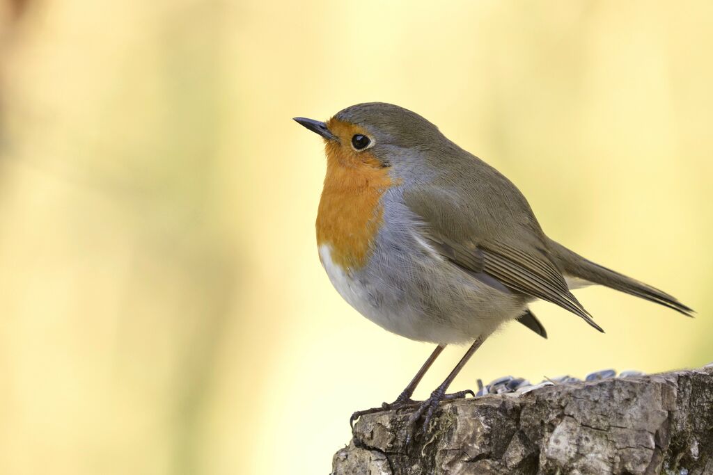 European Robin