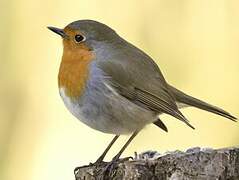 European Robin