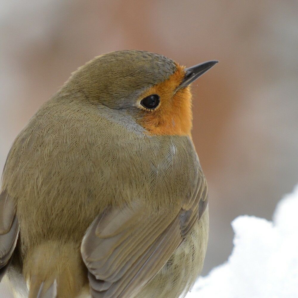 European Robin