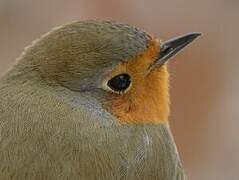 European Robin