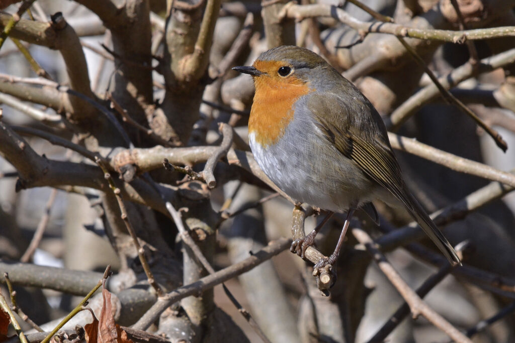 European Robin