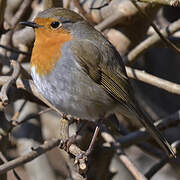 European Robin