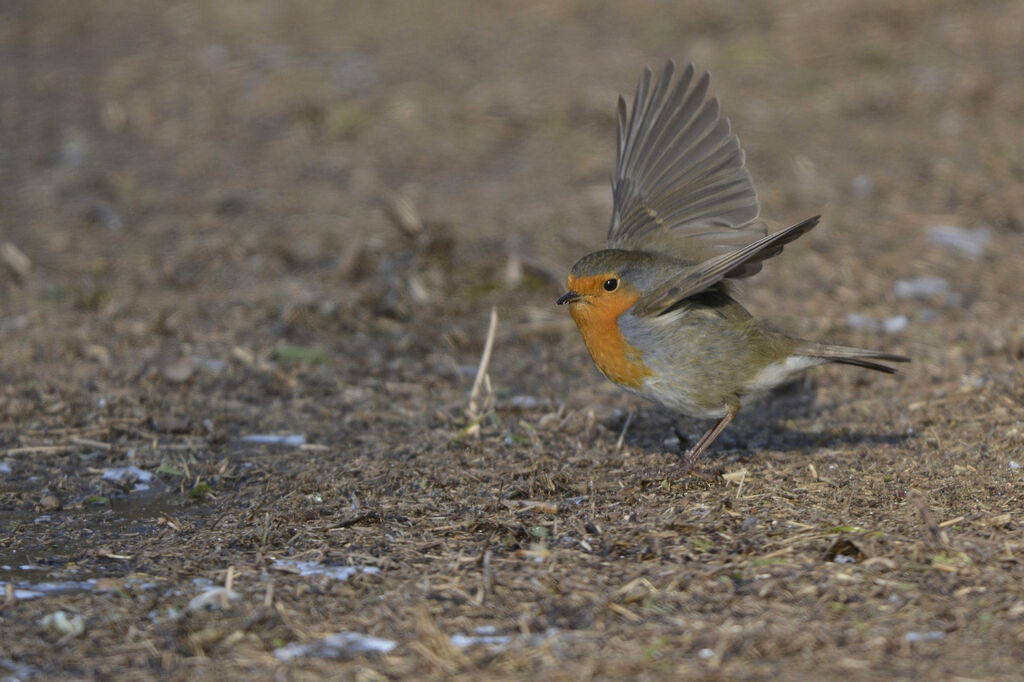 European Robin