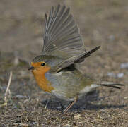 European Robin