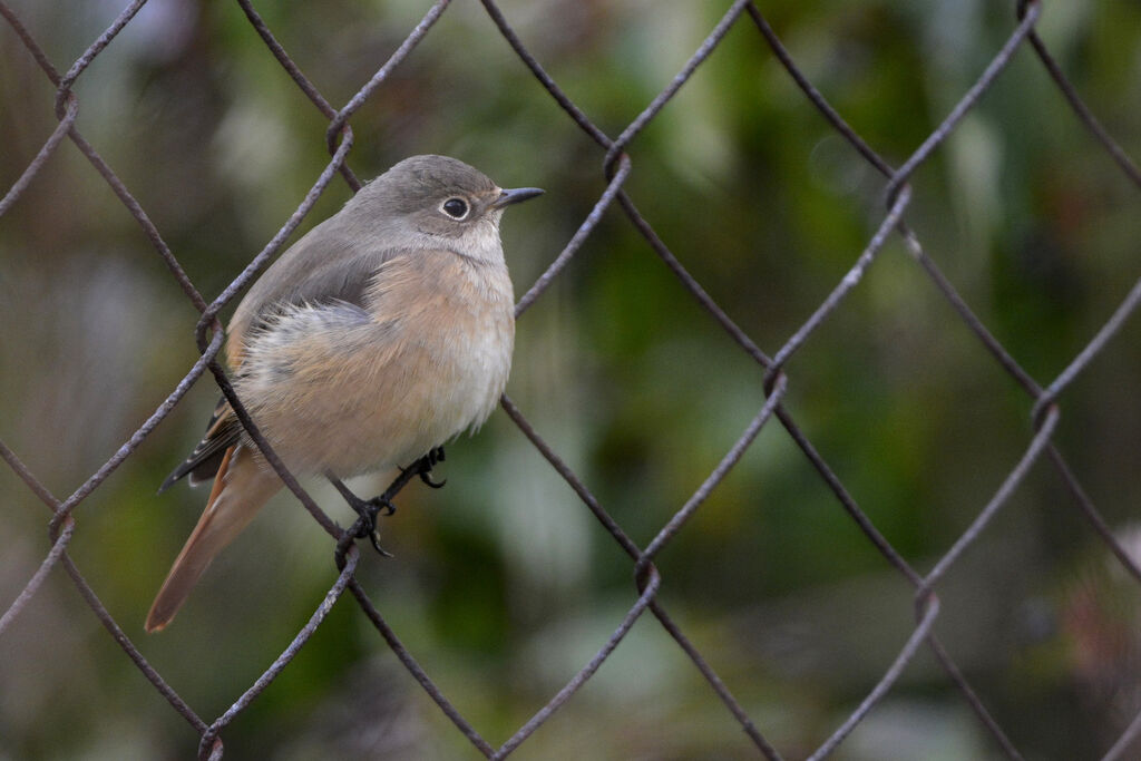 Common Redstart female adult