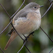 Common Redstart