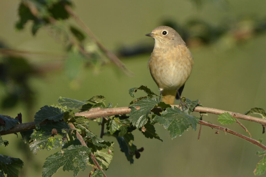 Common Redstart female adult