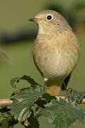 Common Redstart