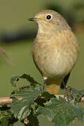 Common Redstart