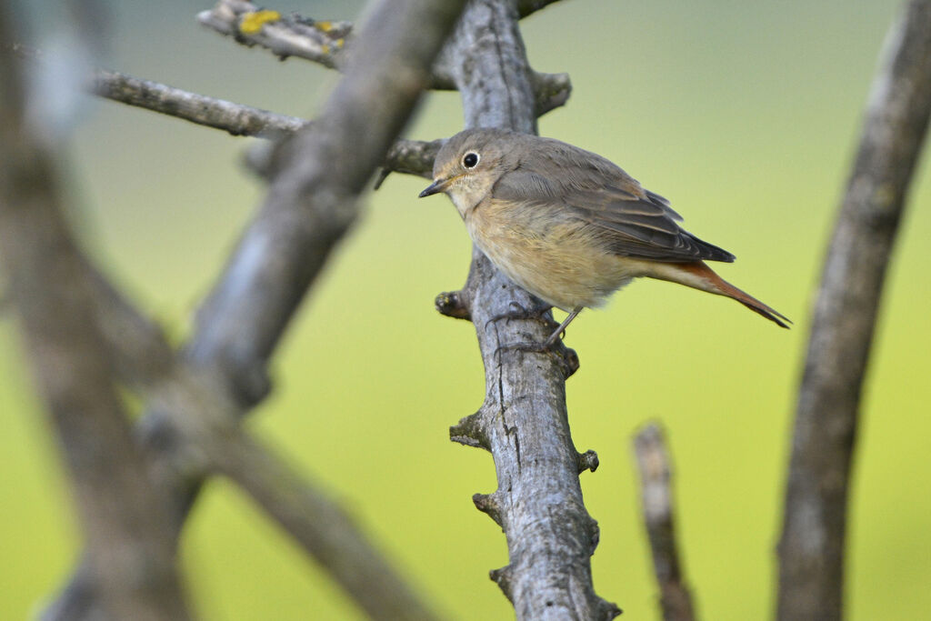 Common Redstart female adult