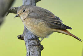 Common Redstart