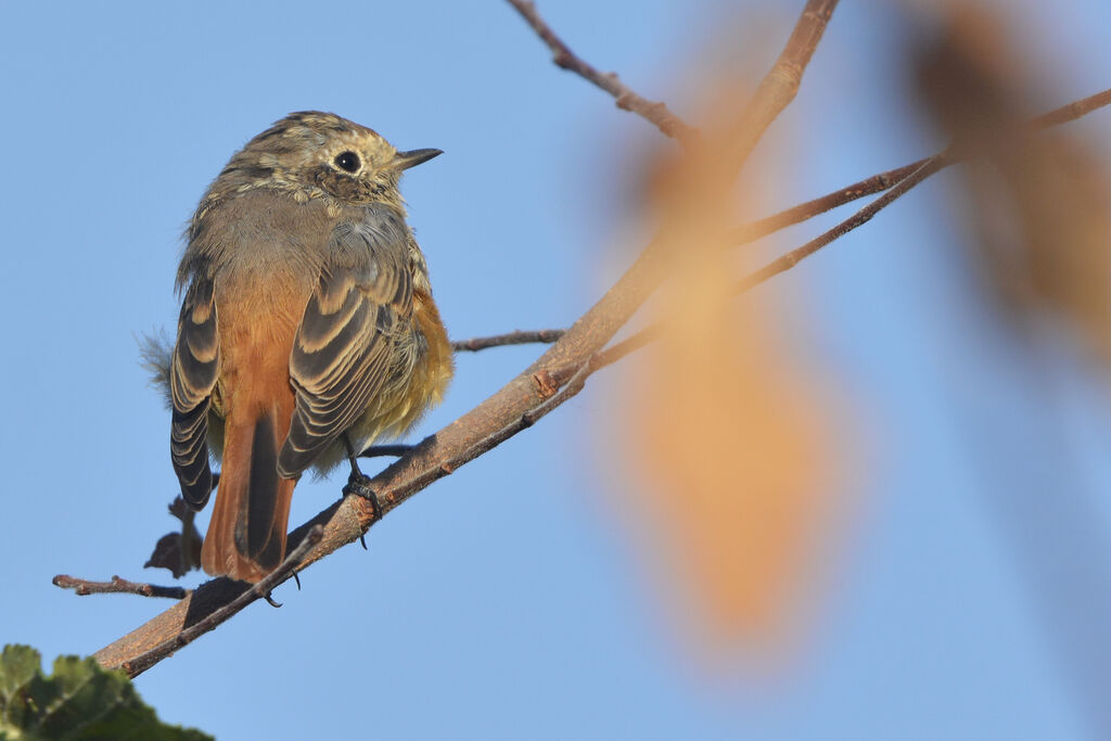 Common Redstartjuvenile