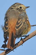 Common Redstart