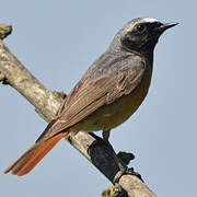 Common Redstart