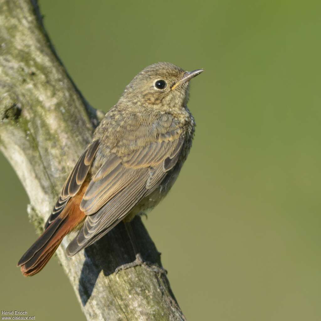 Common Redstartjuvenile, identification