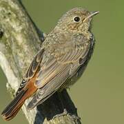 Common Redstart