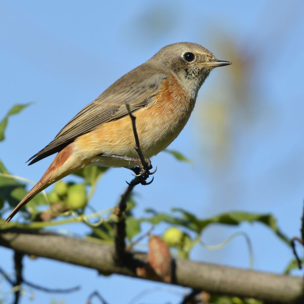 Common Redstart male immature, identification