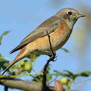 Common Redstart