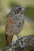 Common Redstart