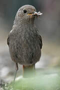 Black Redstart