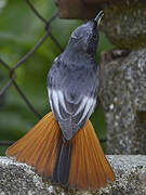 Black Redstart