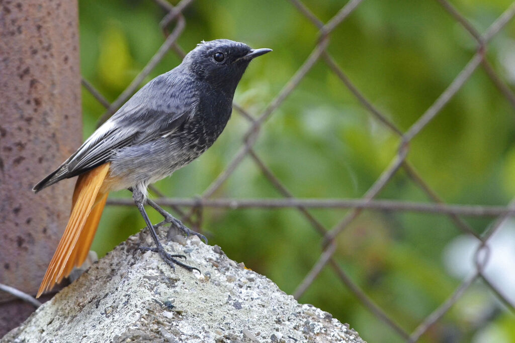 Rougequeue noir mâle adulte, identification