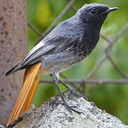 Black Redstart