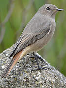 Black Redstart