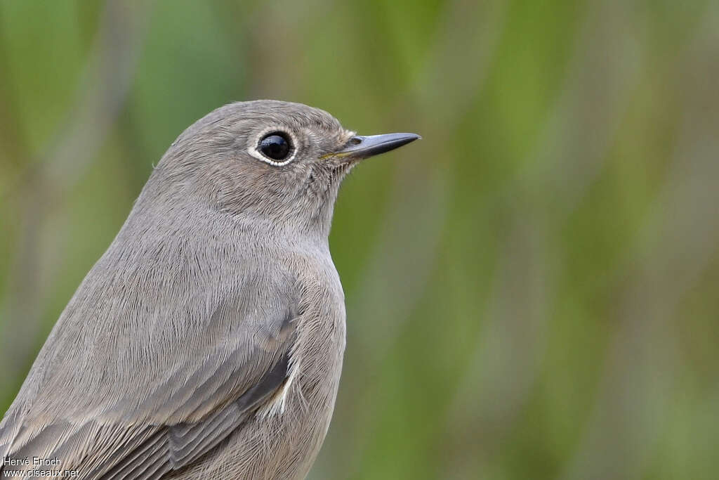 Black Redstart female adult, close-up portrait