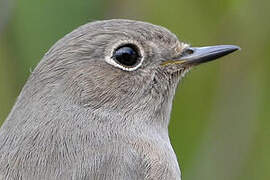 Black Redstart