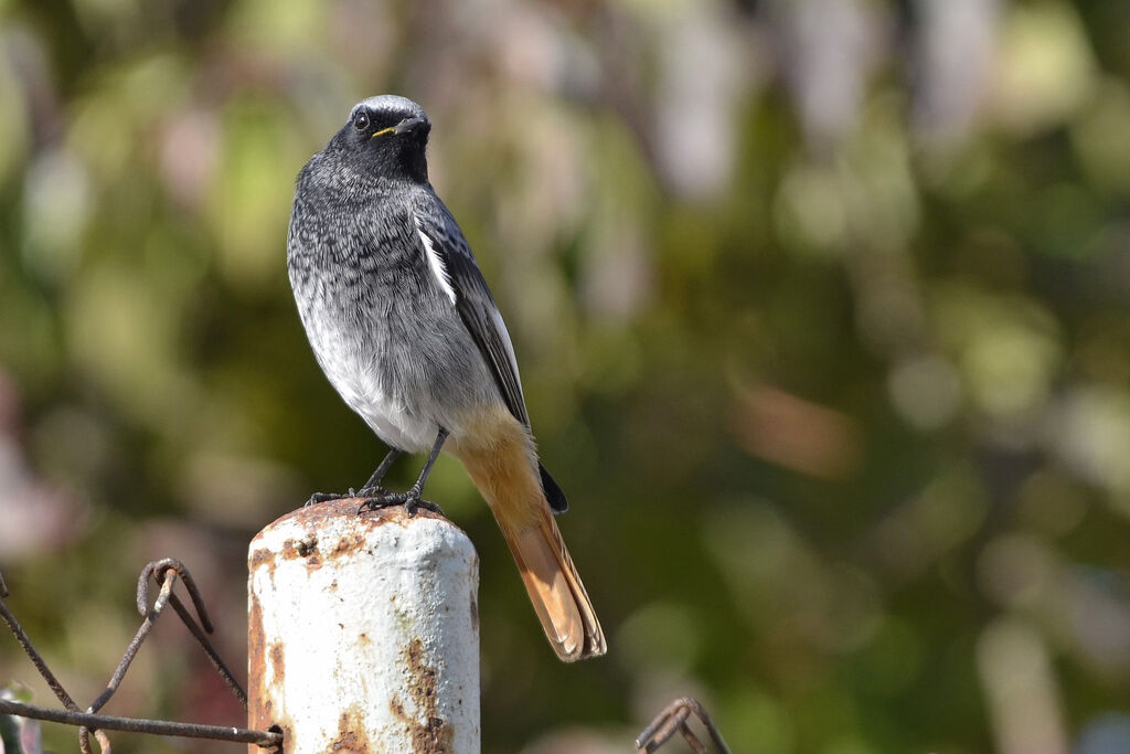 Black Redstart male adult, identification