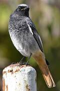 Black Redstart