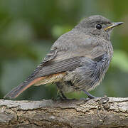 Black Redstart